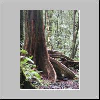 07- Foret de pluie.html